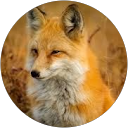 kevin marsh profile picture